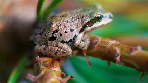 What Pacific Tree Frogs Eat? Yum! – animalfoodplanet