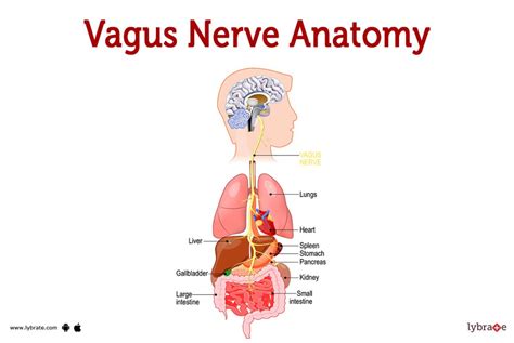 How Are Our Brain and Gastrointestinal System Connected? - Kids That Go