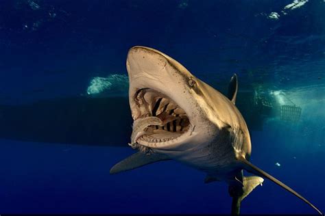 El fotógrafo que arriesga la vida en el fondo del mar | Clases de tiburones, Tiburon blanco y ...