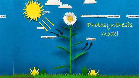 Photosynthesis 3d model for science projects | Photosynthesis explanation | Science fair project ...