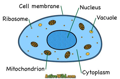 Animal Cells Drawing at GetDrawings | Free download