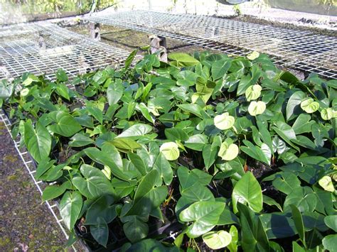 anthurium propagation | Anthurium Hawaii : Anthurium Hawaii