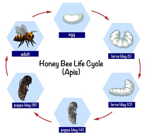 The Life Cycle Of A Baby Bee Keeping Backyard Bees | atelier-yuwa.ciao.jp