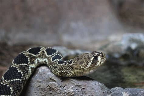 Diamondback Snake Free Photo Download | FreeImages