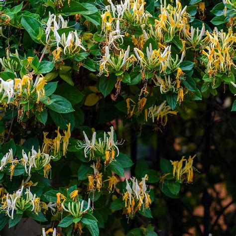 Lonicera japonica 'Halliana' - Hall's Japanese Honeysuckle | Western ...