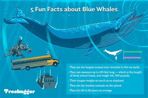 11 Facts About Blue Whales, the Largest Animals Ever on Earth | Blue ...