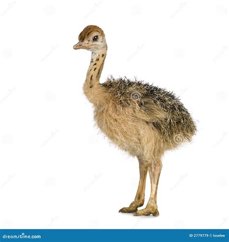 Ostrich Chick stock image. Image of backgroung, wildlife - 2779779