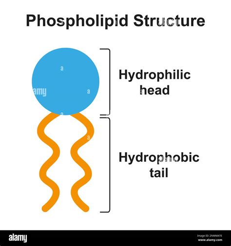 Phospholipid molecule structure, illustration Stock Photo - Alamy