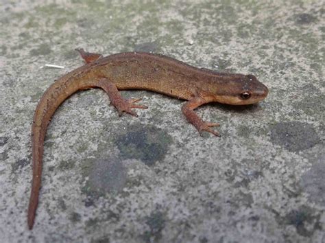 Darley Dale Wildlife: Common Newt - Tansley