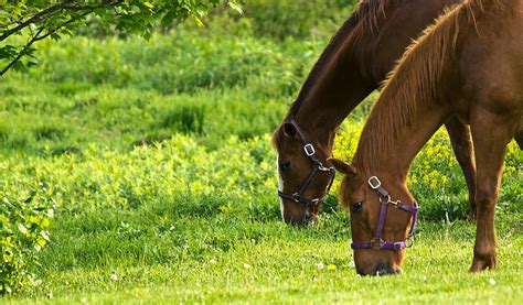 Spring management tips for your horse pasture - Farm and Dairy