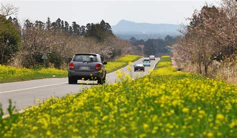 Jeju Cherry Blossom & Canola Flower 1 Day Tour 2019 - Trazy, Korea's #1 ...