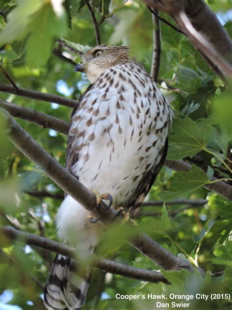 Cooper’s Hawk 1 | Sioux County Conservation