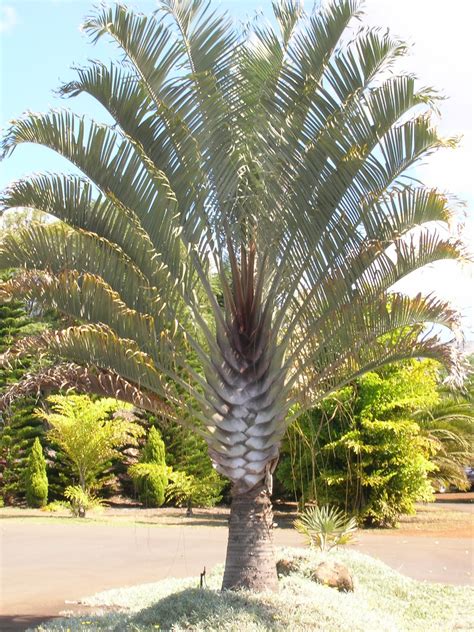 Home And Garden : Triangle Palm Tree (Dypsis decaryi)