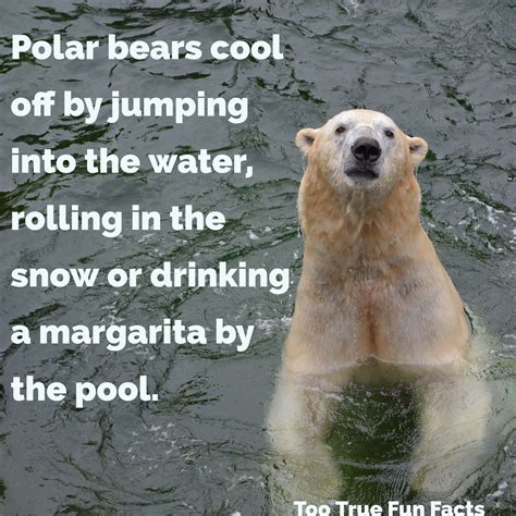 Pin by Too True Fun Facts on Too True Fun Facts | Fun facts, Polar bear ...