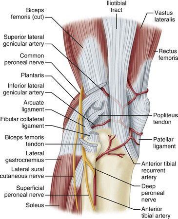 Fibula popping out of place at knee [2022]