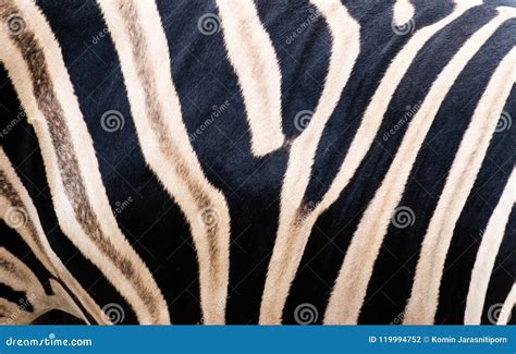 Zebra skin stock photo. Image of burchell, decoration - 119994752