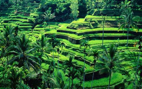 Tegallalang Rice Terraces Top Tours and Tips | experitour.com