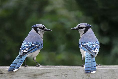 The Blue Jay Nest: Blue Jay Nesting Habits - Daily Birder