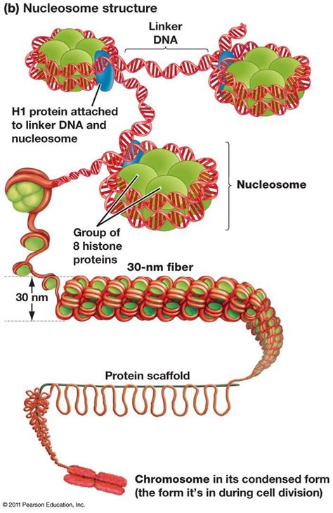 Nucleosoma | Teaching biology, Biology lessons, Science biology