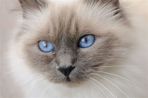 Birman: Cat Breed Profile, Characteristics & Care