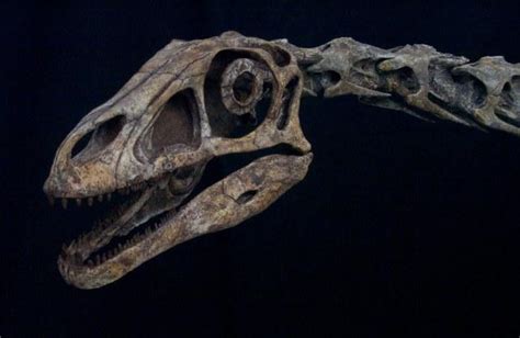 Falcarius Pictures & Facts - The Dinosaur Database