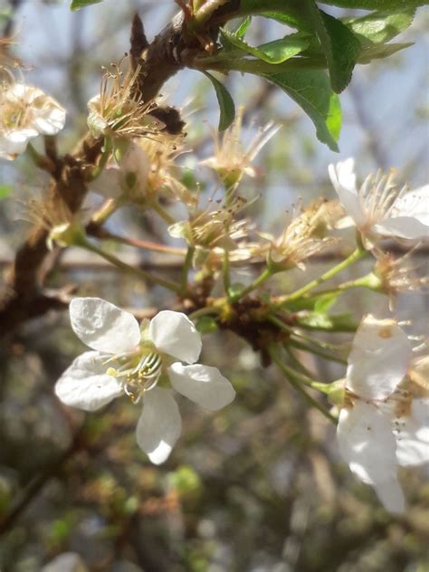 Prunus salicina Lindl. | Plants of the World Online | Kew Science