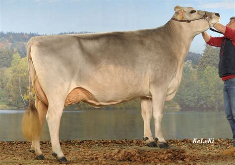 brown swiss show cattle - Google Search | Show cattle, Cattle, Dairy cows