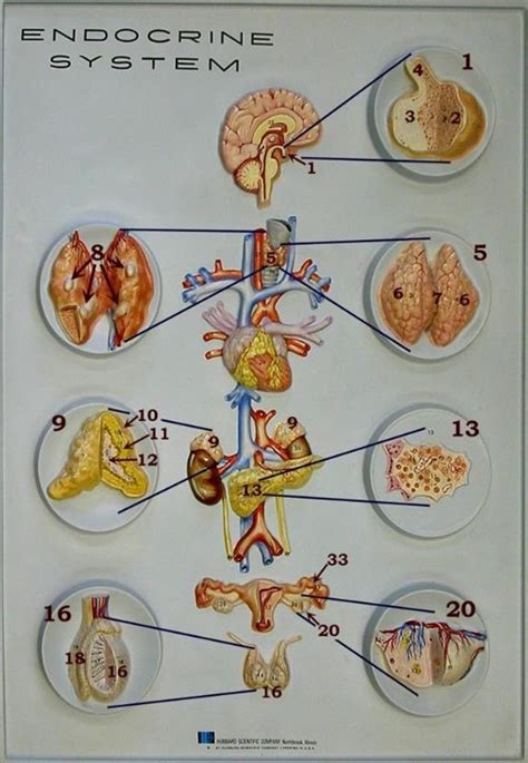 Endocrine system Diagram | Quizlet