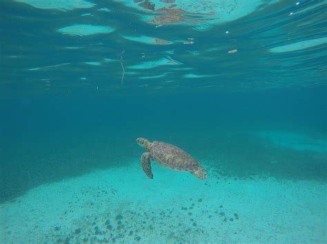 Belize Ocean Wildlife — SEE Turtles