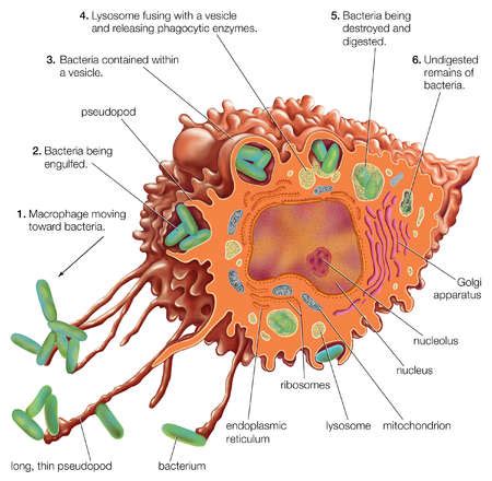 Stock Illustration - Drawing of the internal and external structures of a macrophage.