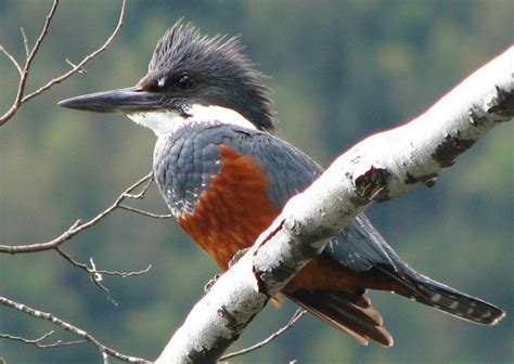 Martín Pescador | BIRDS OF CHILE | Pinterest