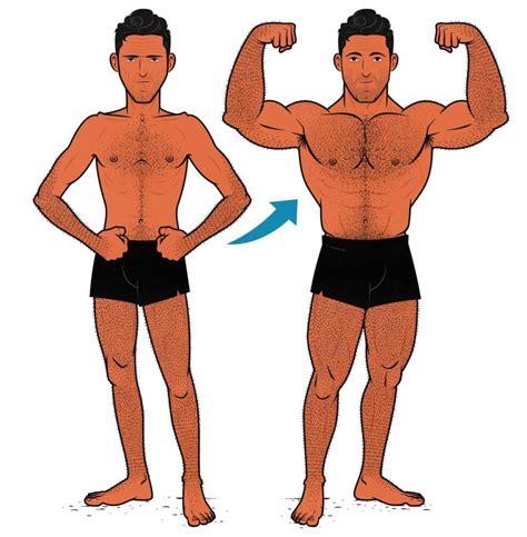 How Age Affects Muscle Growth