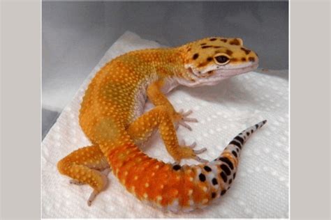 25 Best Leopard Gecko Morphs (With Pictures)