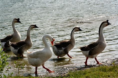 Group of Geese Free Photo Download | FreeImages