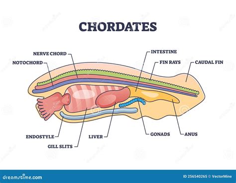 Chordates Zoology with Detailed Inner Anatomy Structure Outline Diagram Stock Vector ...