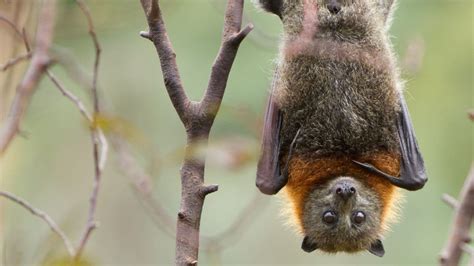 How Do Bats Hang Upside Down? Interesting! – animalfoodplanet