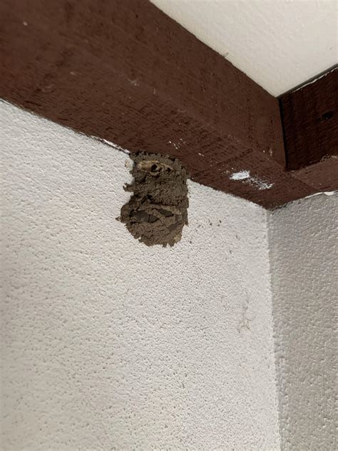 Is this a wasp or termite nest? There are wasp nests in the same room. : r/pestcontrol