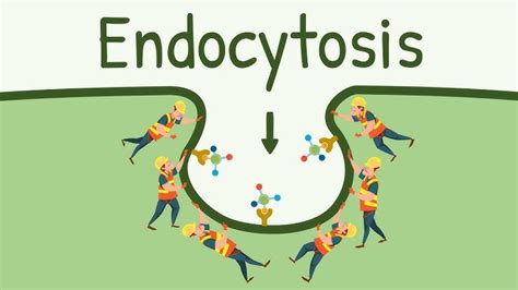 Endocytosis And Exocytosis Animation