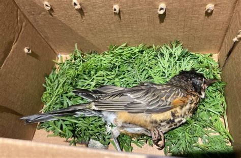 Researchers Are Trying To Figure Out What's Causing Mysterious Bird Deaths | 90.5 WESA