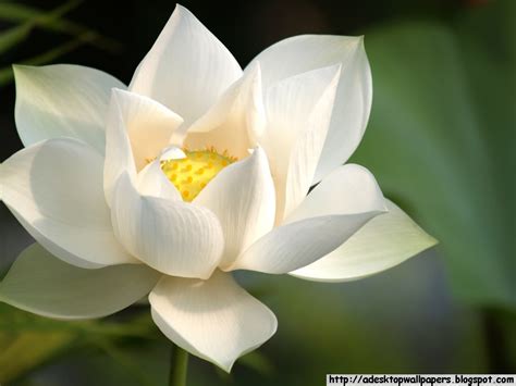 Lotus Flower Desktop Wallpapers