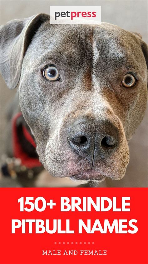 Top Brindle Pitbull Names: 150+ Dog Names for a Brindle Pitbull