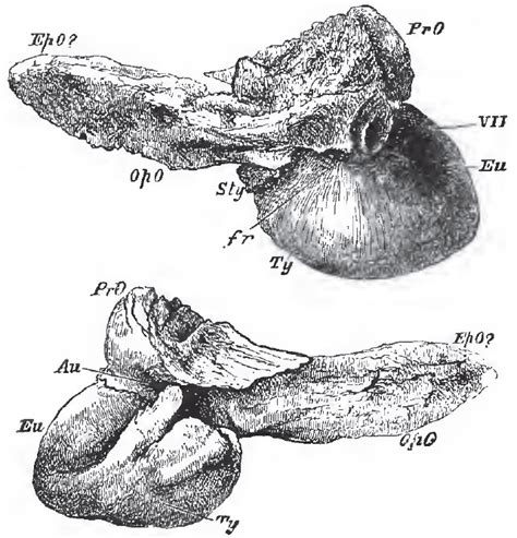 The Cetacea | The Classification and Organization of the Mammalia