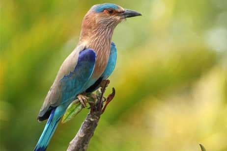 Ranthambore Bird Checklists, Bird Watching In Ranthambore - Birds Lists Ranthambore