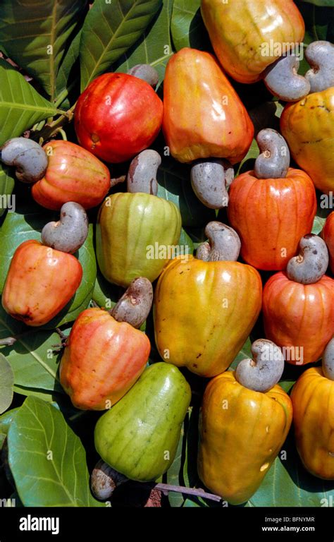 Cashew fruit ; Cashew apple ; Goa ; India ; asia Stock Photo - Alamy