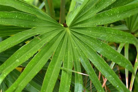 Edit free photo of Jungle drum leaves,radial,rain drops,long leaves ...