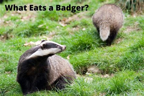 8 Badger Predators | What Eats A Badger? | Assorted Animals