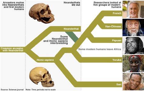 Human evolution tree - Google zoeken | Human evolution, Neanderthal, Evolution