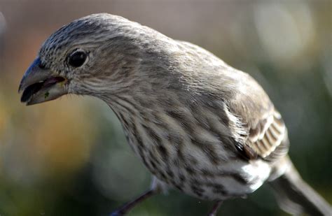 Female Purple Finch or Female House Finch? – My Journey – by Doris High