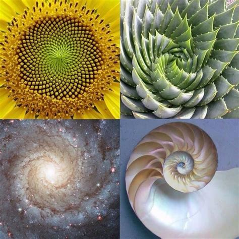 Fibonacci number golden spiral | Geometry in nature, Fractals in nature ...