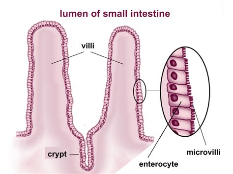 Small Intestine - Structure - Histology - Secretions - TeachMePhysiology